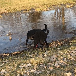 Meet your Posher, Cheyenne